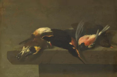 Dead Bird Removal Toorak
