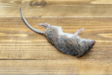 Dead Rat Removal Toorak