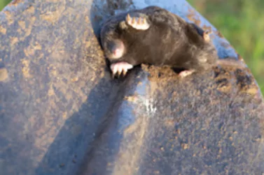 Dead Rodents Removal Toorak