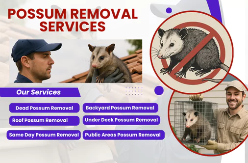 Possum Removal Toorak