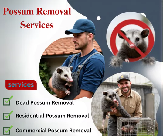 Possum Removal Toorak
